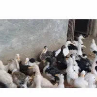 ۲۲۵۰ اردک پکنی|حیوانات مزرعه|امامزاده عبدالله, |دیوار