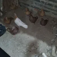 کفتر رنگی  لرستان