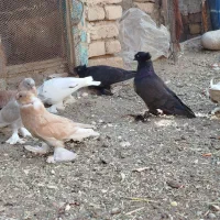 کبوتر