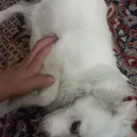 سگ اشپیتز|سگ|یزد, |دیوار