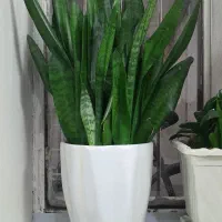 گل و گیاه طبیعی