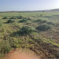 بیده (یونجه)