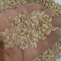 گندم بذری Lg|عمده‌فروشی|هیر, |دیوار