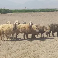 میش و شیشک مهر|حیوانات مزرعه|شیراز, دوکوهک|دیوار