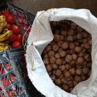 گردو روغنی کاغذی