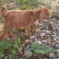 دوعددبزماده سالم وسرحال