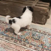 سگ پامرانین