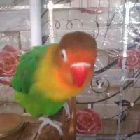 طوطی کوتوله برزیلی نر|پرنده|خاش, |دیوار