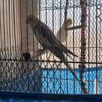 پرنده خونگی عروس هلندی