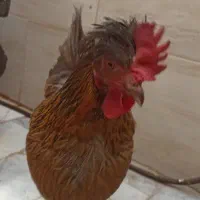 مرغ محلی (کاکلی)