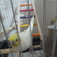 فروش یک جفت عروس هلندی|پرنده|شیراز, ریشمک|دیوار