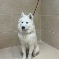 فروش توله ساموید ۹ماهه|سگ|یزد, |دیوار