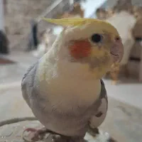 عروس هلندی مولد