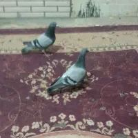 کبوتر سبز پدر مادر از یزد ومد