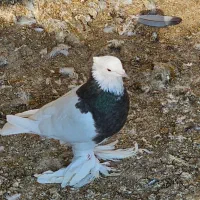 کبوتر طوقی اصل|پرنده|بندر گناوه, |دیوار