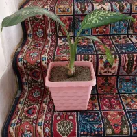 گل طبیعی خونگی