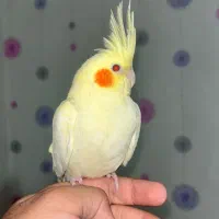 یک جفت عروس هلندی