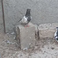 کبوتر|پرنده|برازجان, |دیوار