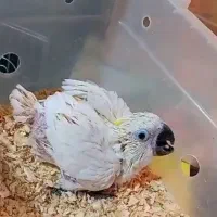 فروش و معاوضه کاسکو و کاکادو|پرنده|تهران, جوانمردان (اندیشه)|دیوار