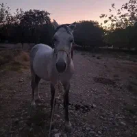 اسب نریان عرب سوارکار با زین