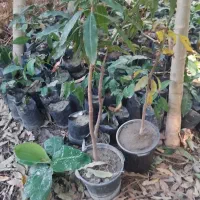 فروش نهال انبه .پیوندخورده پاکستانی ومدلهای مختلف|خدمات باغبانی و درختکاری|چابهار, |دیوار