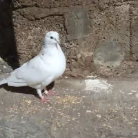 کبوتر یاکفتر