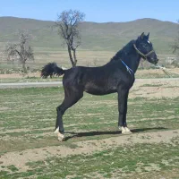 کره نریان کرد یک سال و نیم سر و دم گیر و پرخون