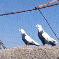 نر و ماده دم‌سیاه معلقی