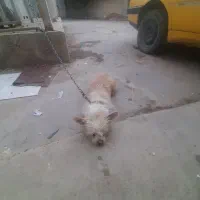 فروش یه عدد سگ خونگی فهمیده|سگ|اهواز, فاز ۲ پادادشهر|دیوار