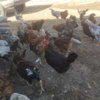 وارگ وکلشیر کوردی|حیوانات مزرعه|حمیل, |دیوار