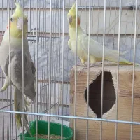 عروس هلندی|پرنده|شیراز, شیشه‌گری|دیوار