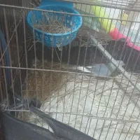 کبوتر زینتی الماسی چینی در چرام