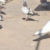 کبوتر جوجه مقلوف