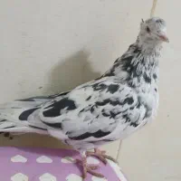 کبوتر سار کاکلی سرخ کاکلی سفیدکاکلی