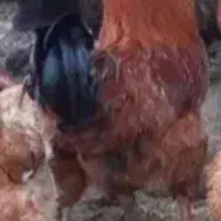 خروس نژادی بزرگ هیکل