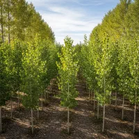 نهالی که شما را شگفتزده و کیف پولتان را پر میکند