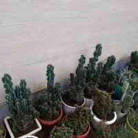 کاکتوس صخره ای خاردار