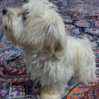 سگ نر شیتزو جهت جفت گیری