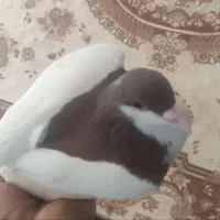 کفتر خال نر