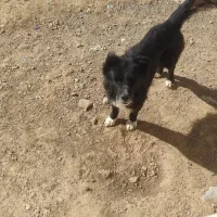 سگ سراب|سگ|نورآباد, |دیوار