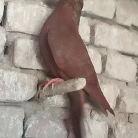 سرخ|پرنده|کاشمر, |دیوار