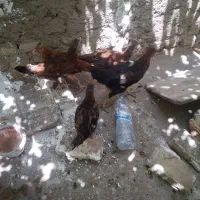 تعداد مرغ و جوجو