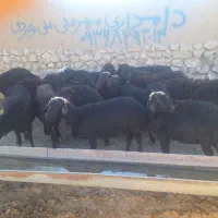 قره قزل