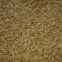 چلتوک شمشیری
