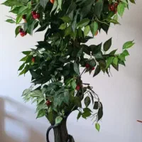 درختچه گیلاس