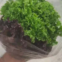 کاهو فرانسوی پخش به صورت عمده|خوردنی و آشامیدنی|اصفهان, عطار نیشابوری|دیوار