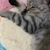 گربه بریتیش