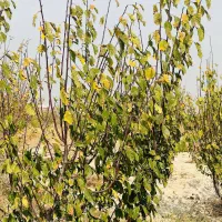 باغ وباغچه/۲۲۰ متری/چهاردیواری مجزا/سنددار