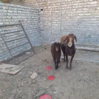 میش وبره|حیوانات مزرعه|گلپایگان, |دیوار