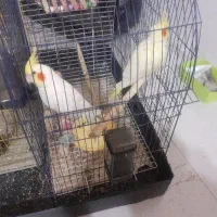 فروش عروس هلندی نر و ماده بالغ|پرنده|چالوس, |دیوار